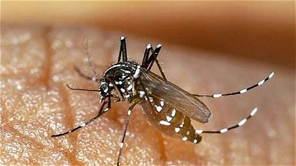 بررسی نمونه خون افراد ساکن در مناطق مشکوک به وجود پشه آئدس در اصلاندوز