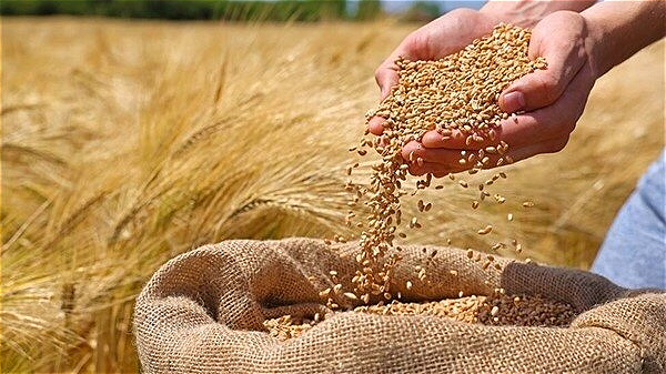خرید ۳۳۲ هزار تن گندم در اردبیل و پرداخت ۹۵ درصد مطالبات گندمکاران