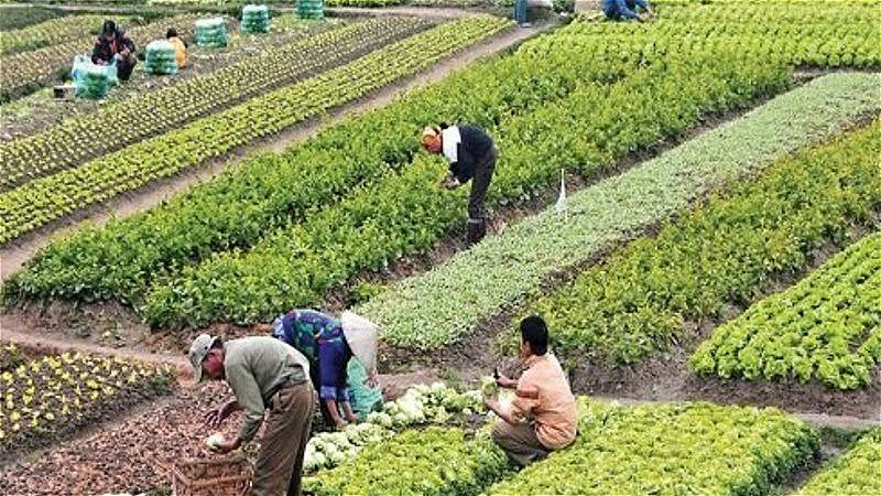 باغات حکم آباد، باقيمانده باغ شهر تبريز را صيانت کنيم