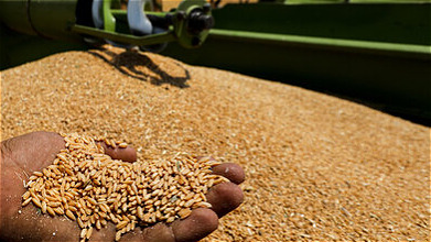 عملیات خرید تضمینی گندم استان زنجان از ۲۵ خرداد آغاز می شود