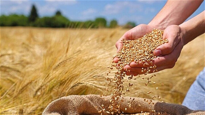  بیش از ۴۷۰ هزار تن گندم از کشاورزان آذربایجان ‌غربی خریداری شد