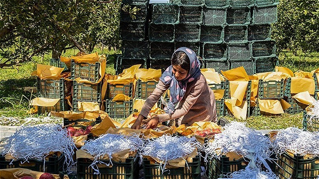 سيب آذربايجان‌غربي پشت درِ بازارهاي جهاني 