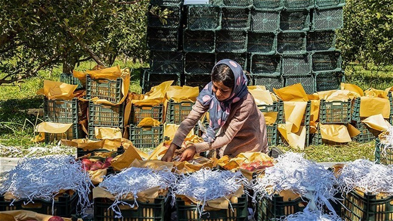 سيب آذربايجان‌غربي پشت درِ بازارهاي جهاني 